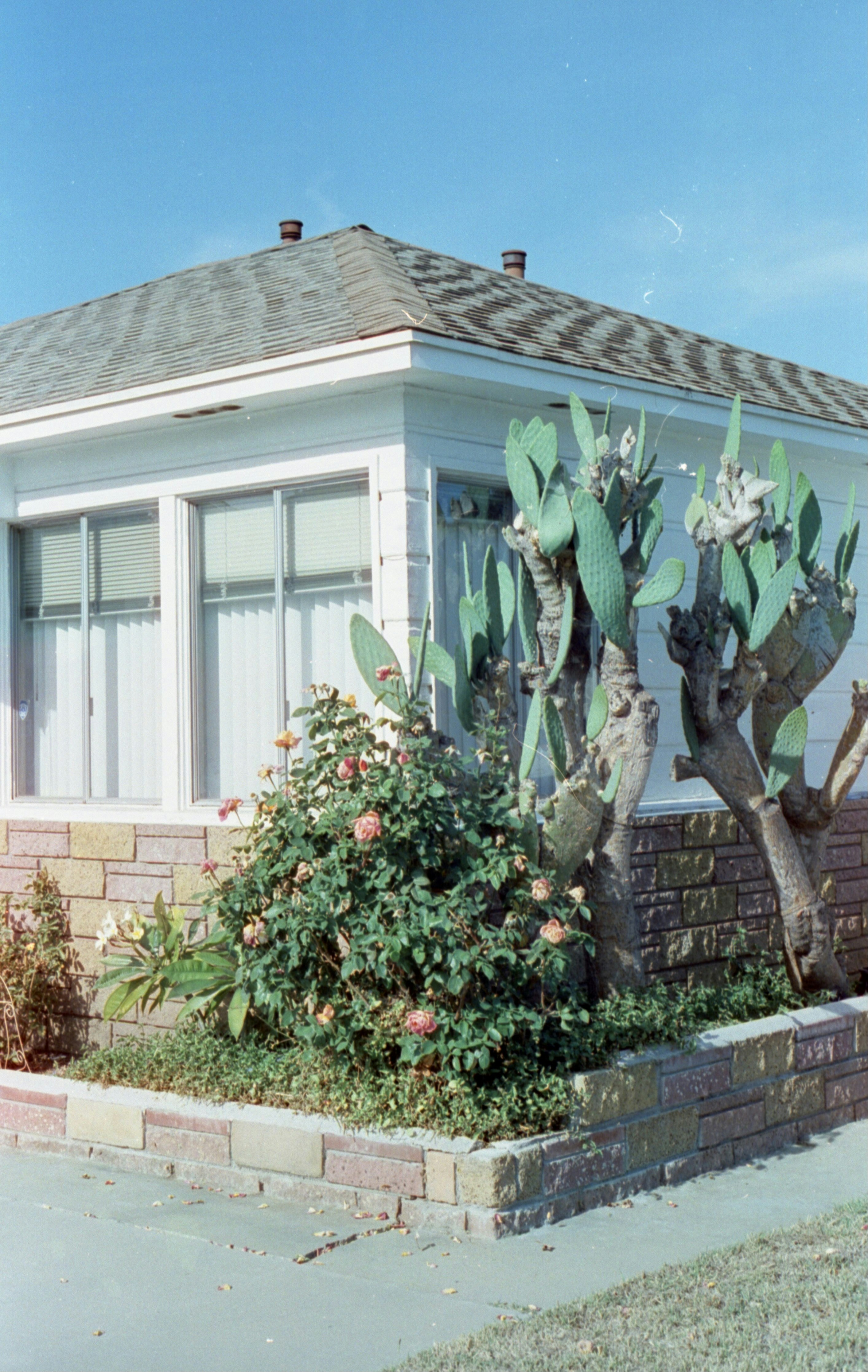 una casa con un cactus frente