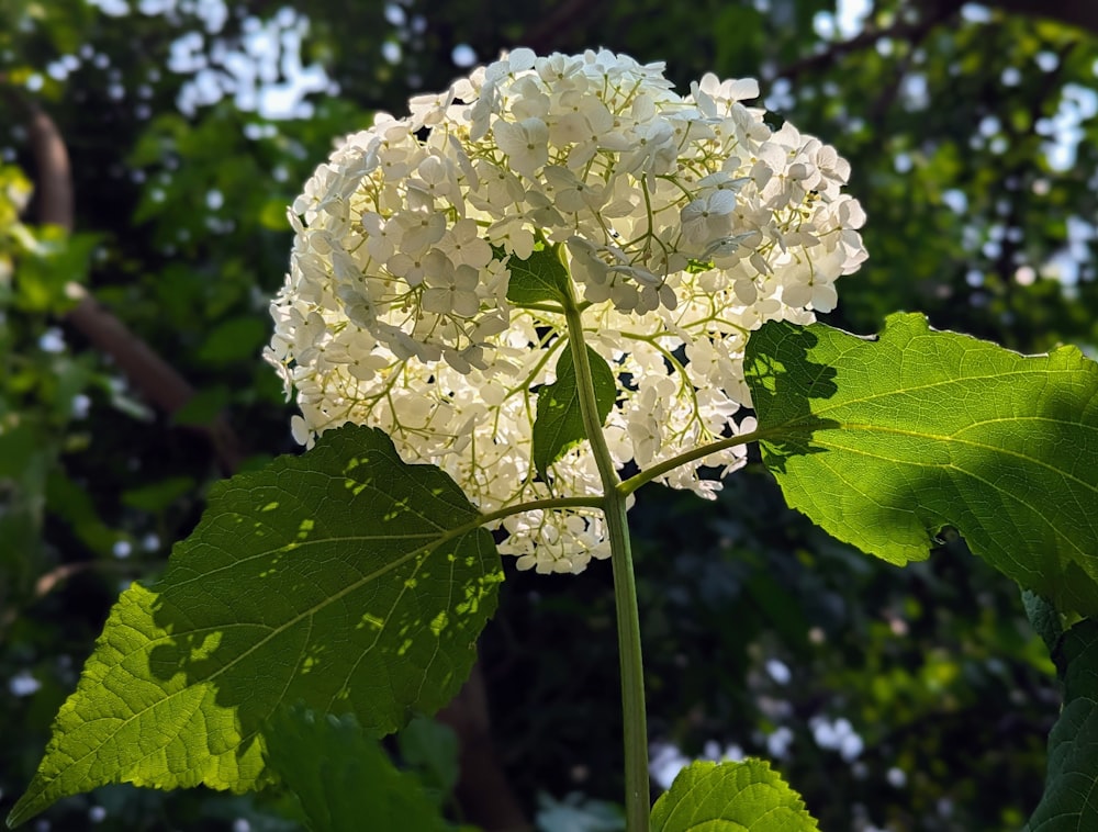 a close up of a white flower with green leaves