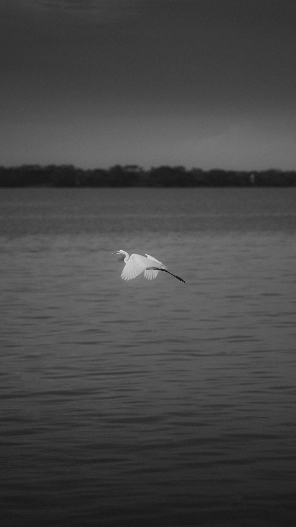 a white bird flying over a body of water