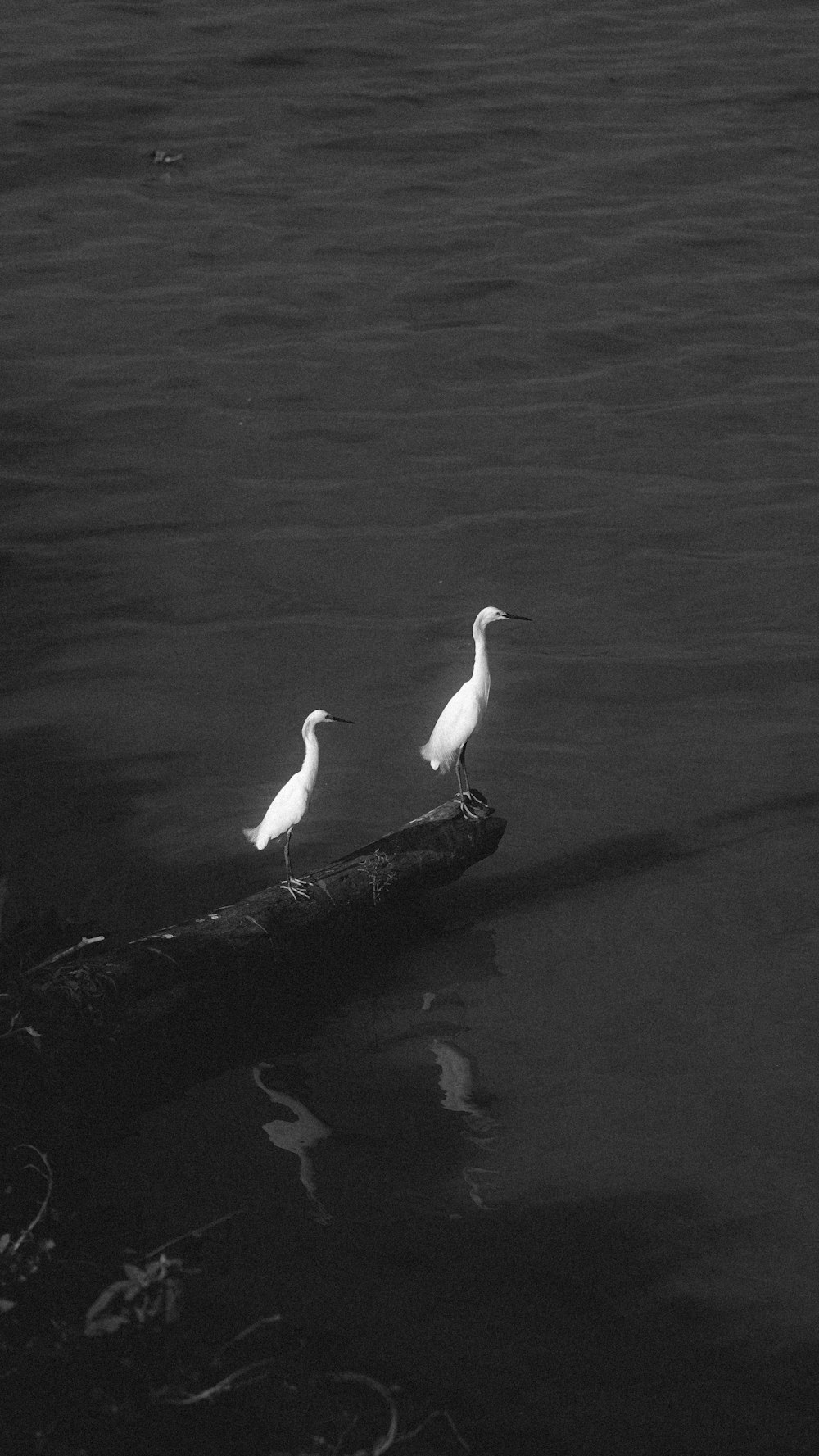 two birds sitting on a log in the water