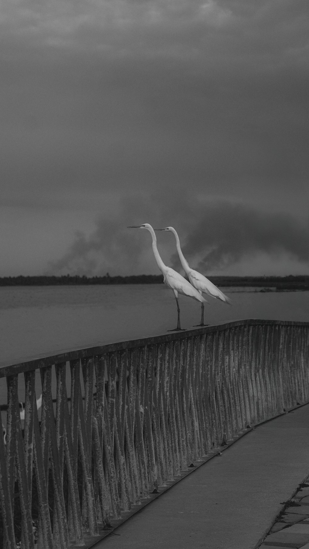 a couple of birds standing on top of a metal fence