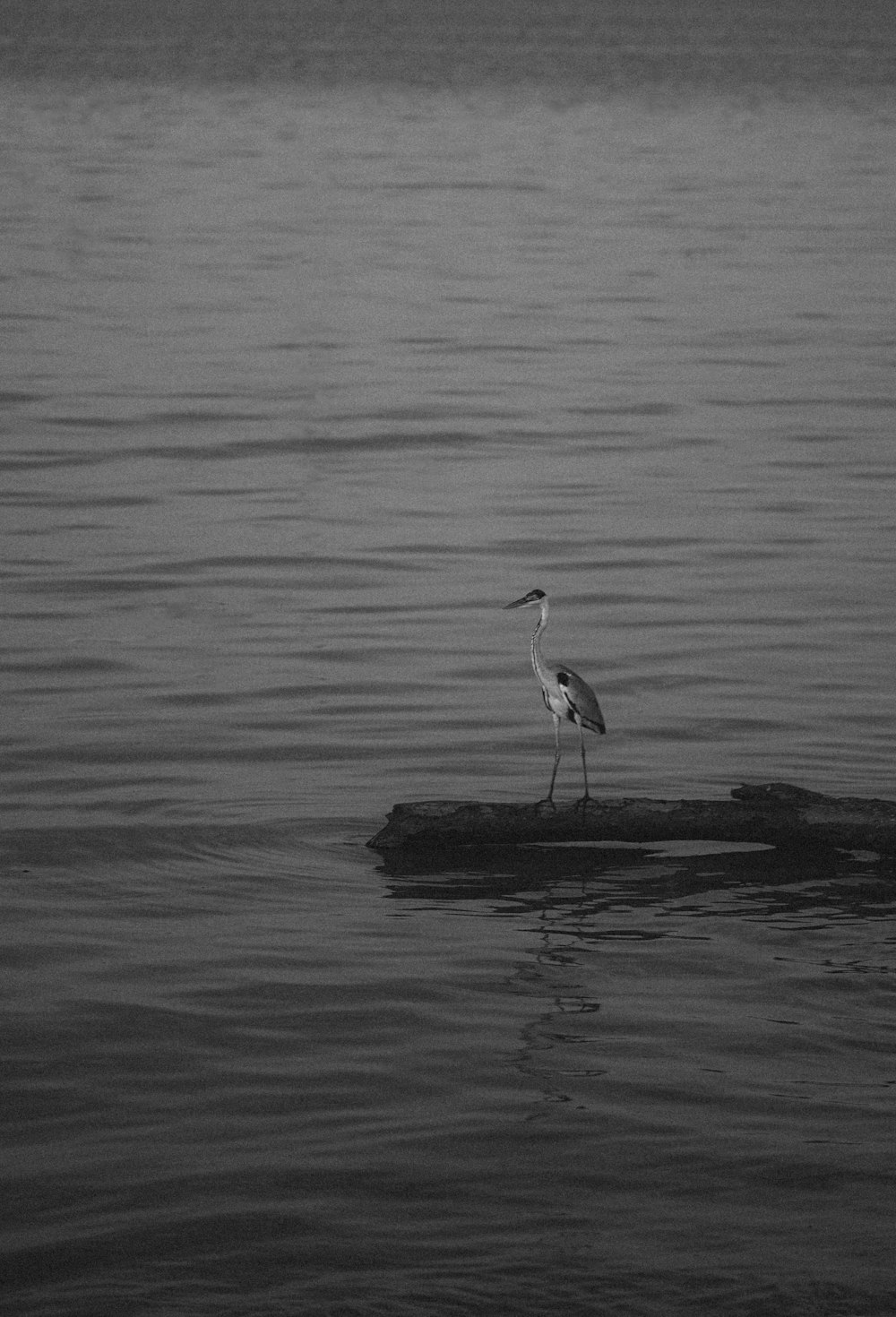 a bird is standing on a log in the water