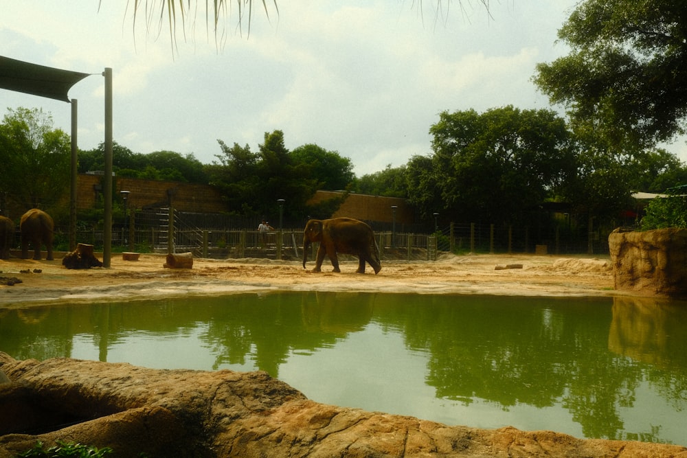 a couple of elephants that are standing in the dirt