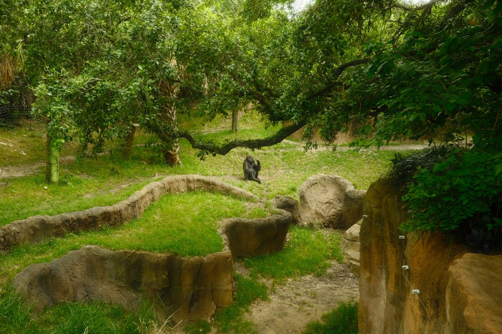 a black bear standing in the middle of a lush green forest