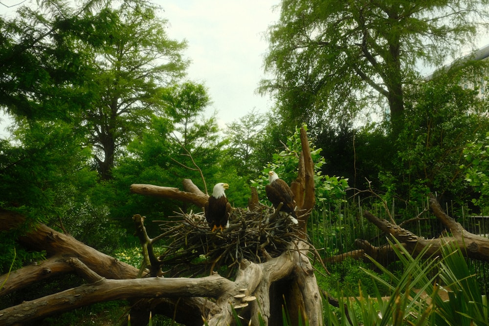 a couple of bald eagles sitting on top of a nest