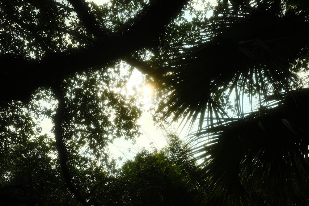 the sun shines through the leaves of a tree