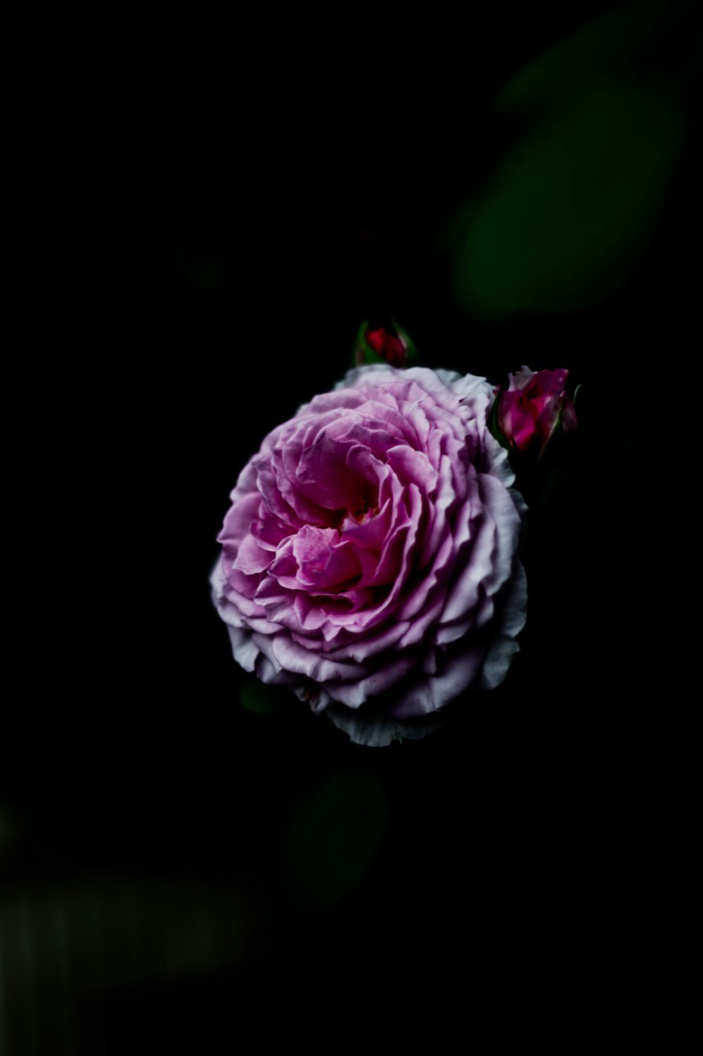a single pink flower is in the dark
