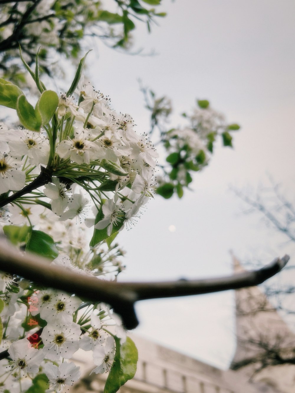 a tree with white flowers in front of a building