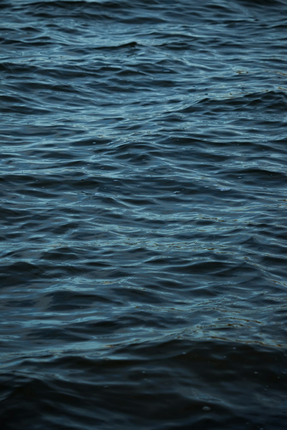 a bird flying over a body of water