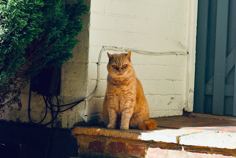 an orange cat sitting on the steps of a house