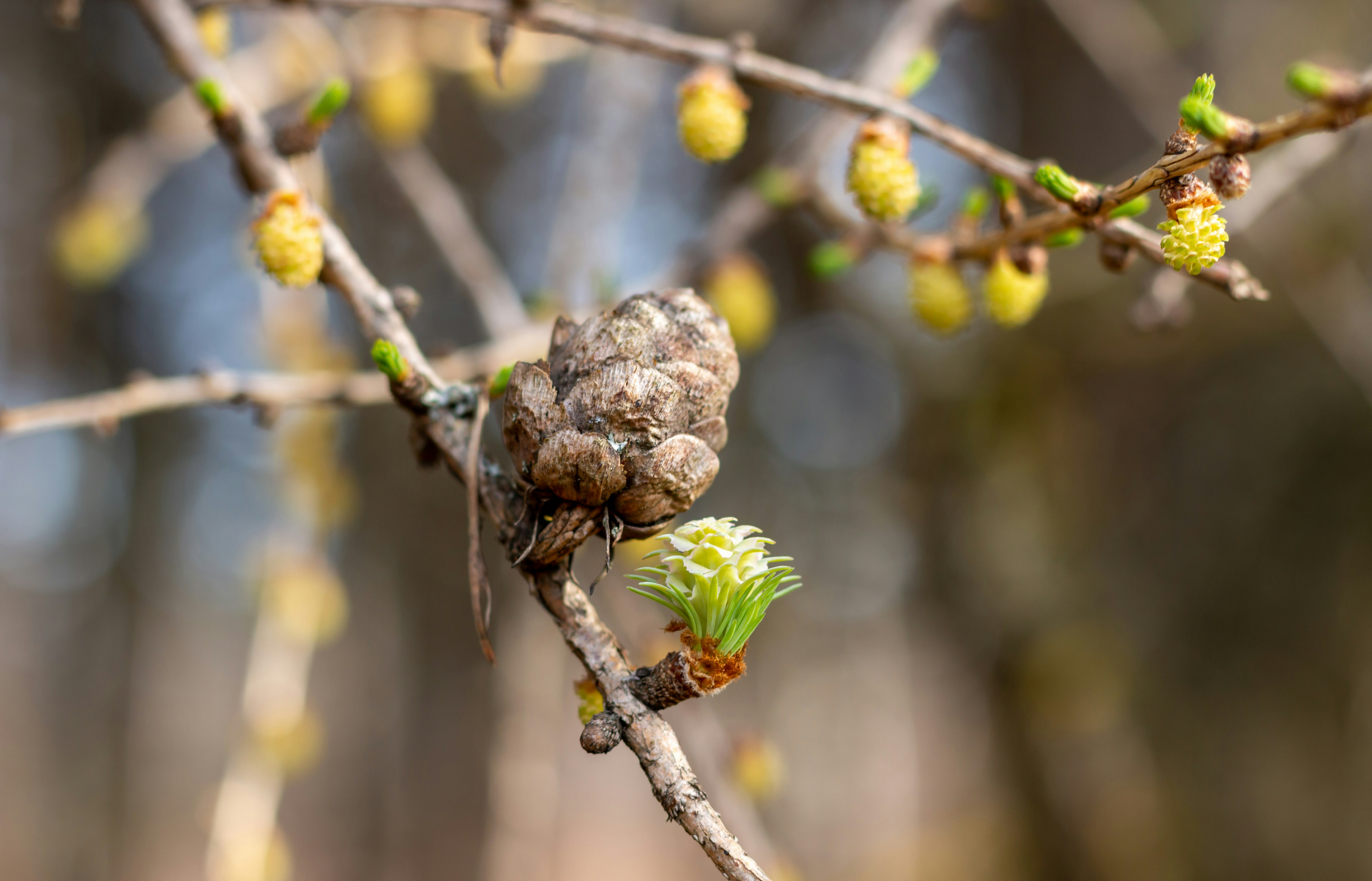 un gros plan d’une branche d’arbre avec de petites fleurs