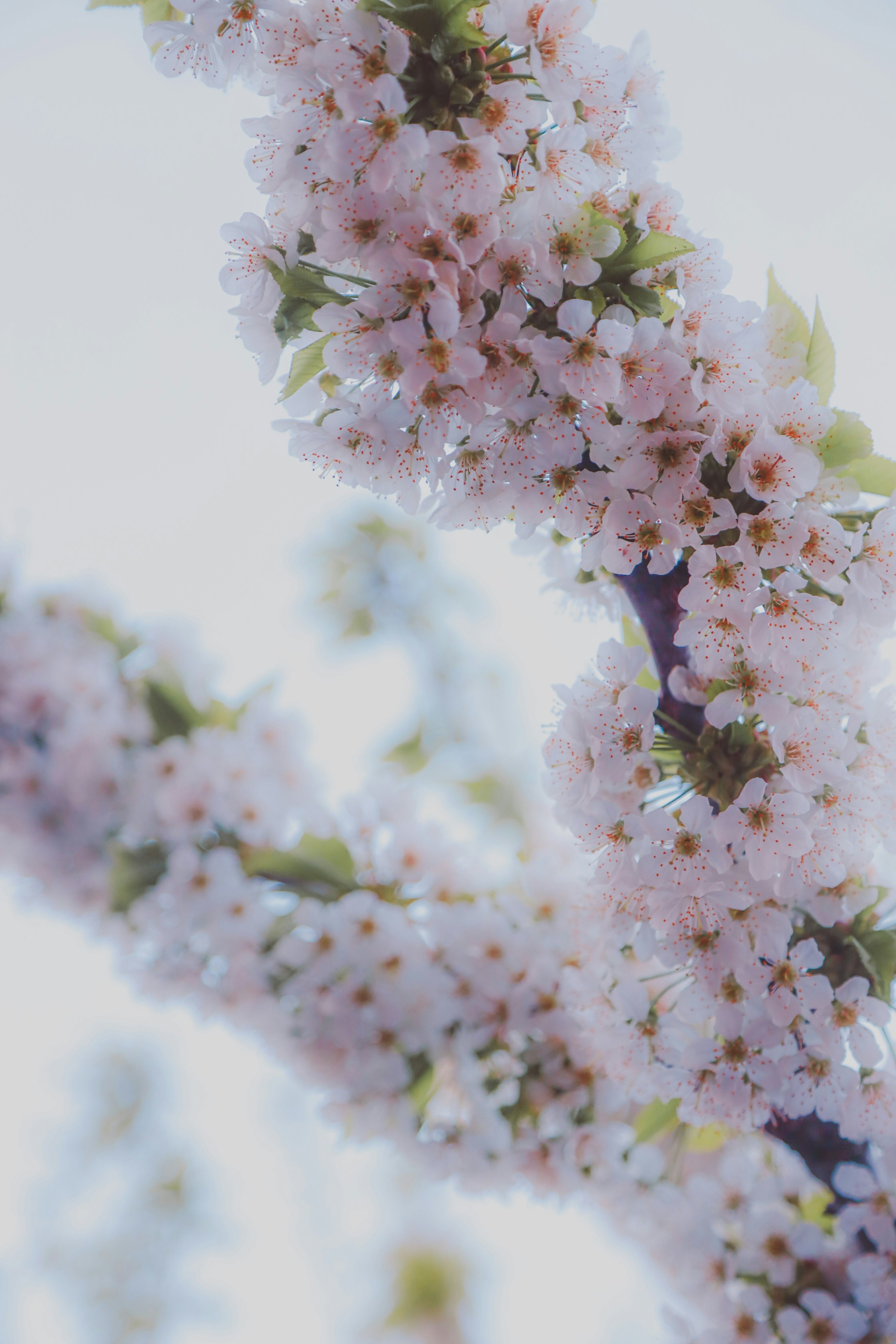 Photo by hishamnisthar