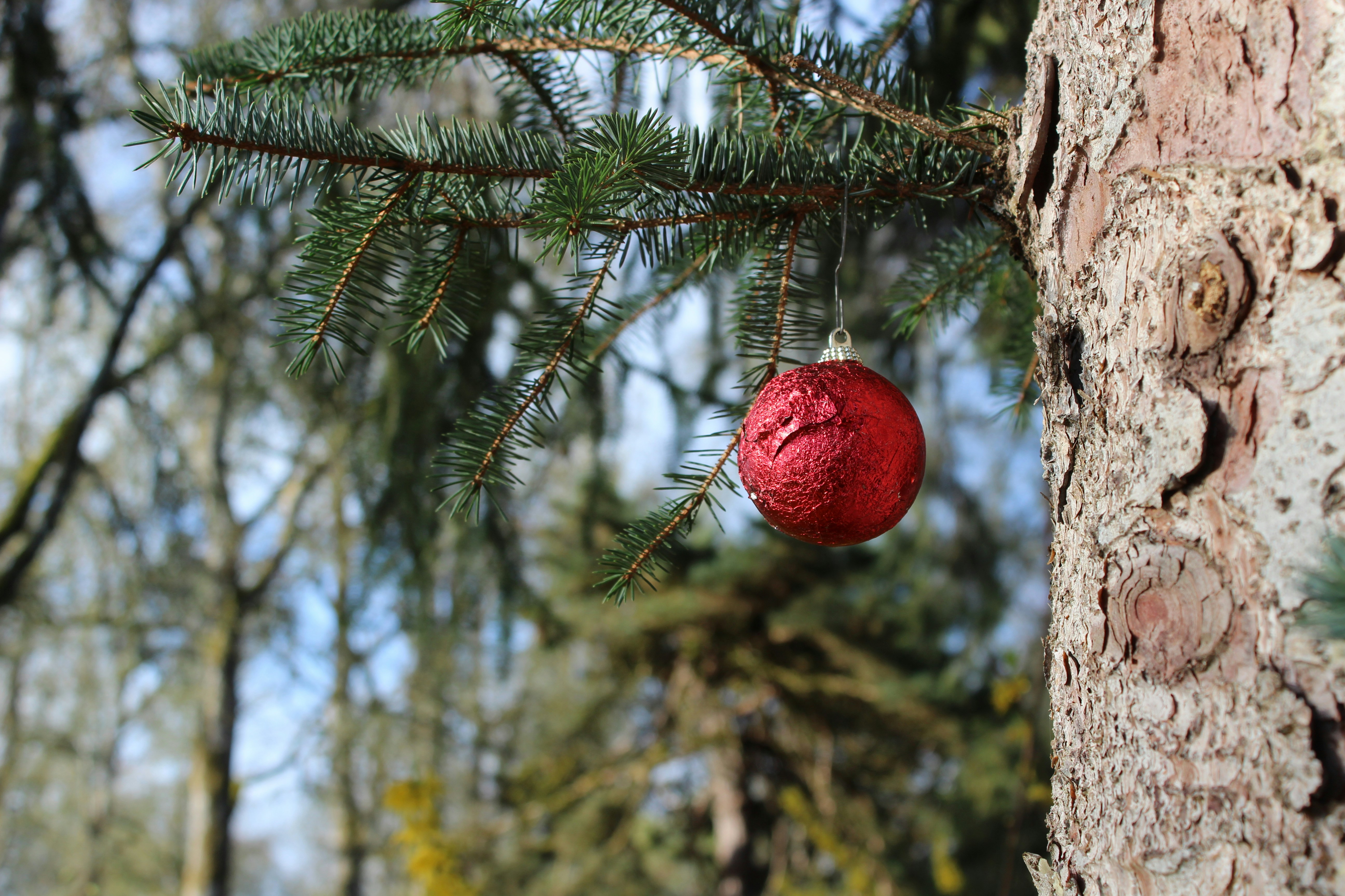 a red ornament hanging from a pine tree