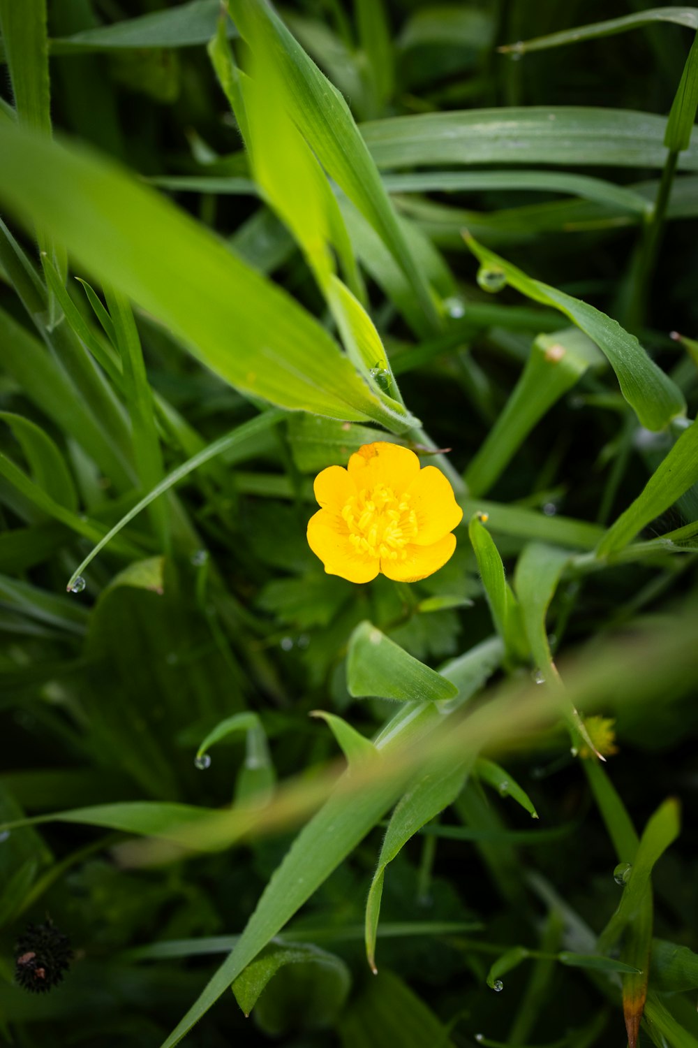 a single yellow flower in the middle of green grass