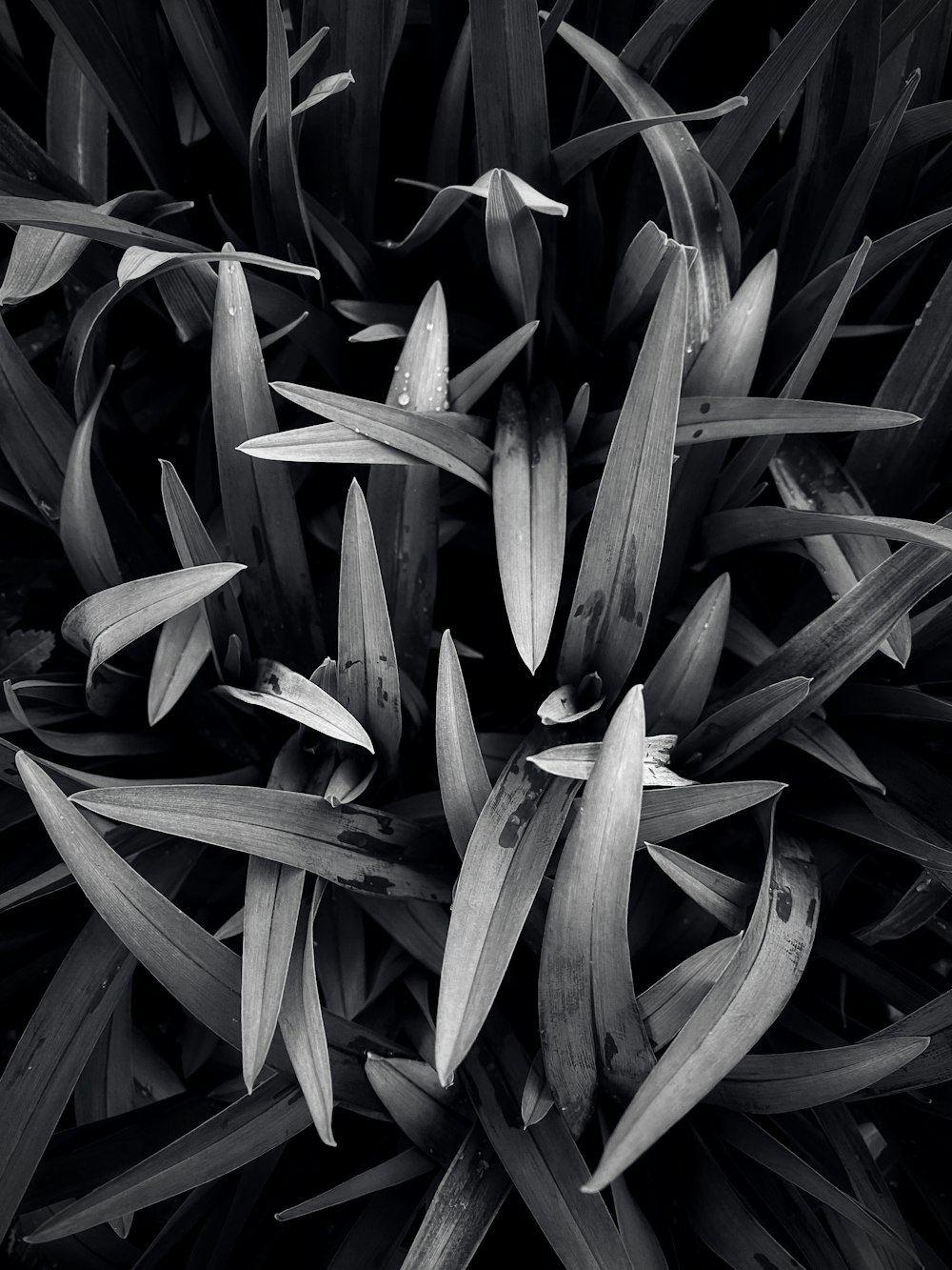 a black and white photo of a bunch of plants