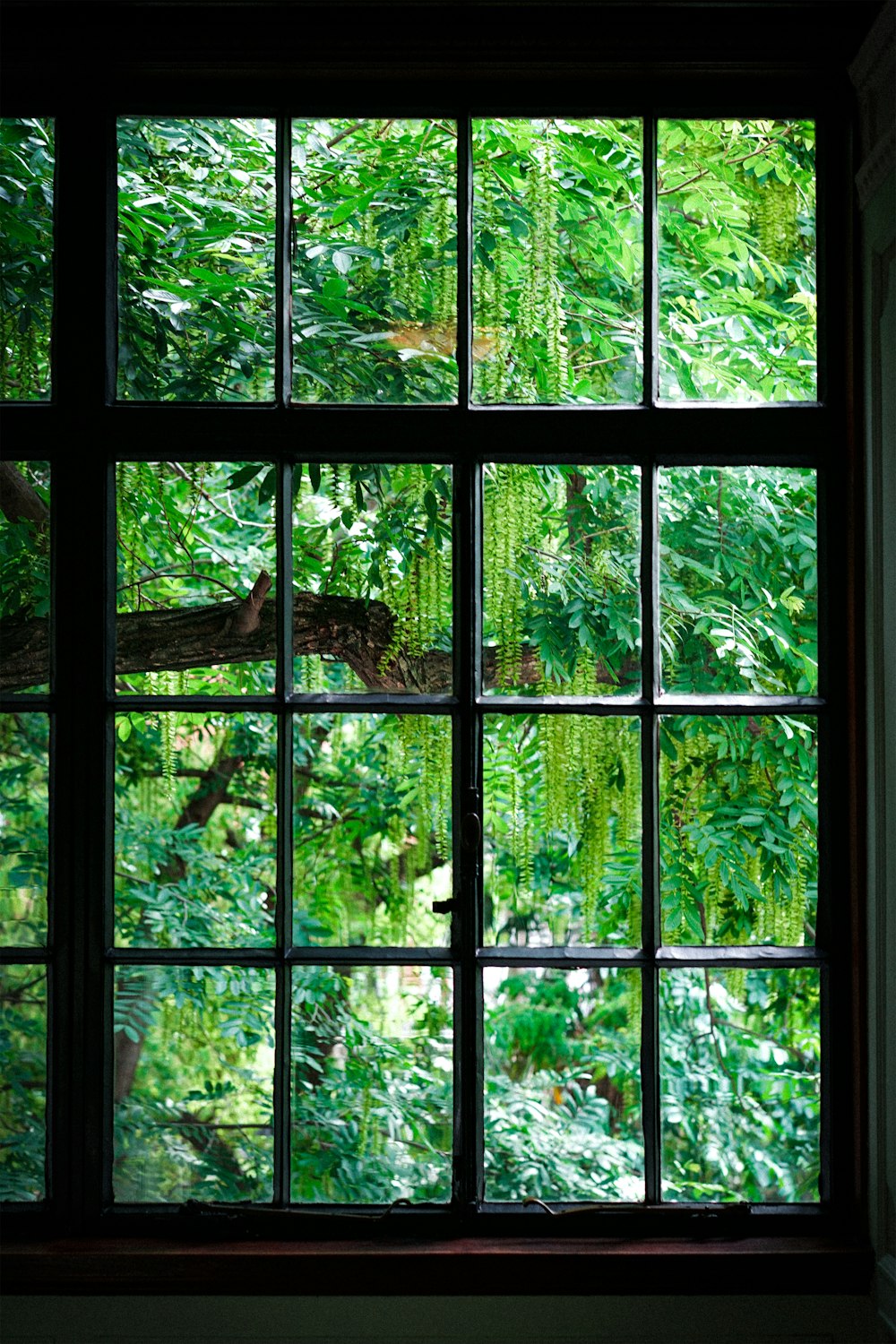 uma vista de uma floresta através de uma janela