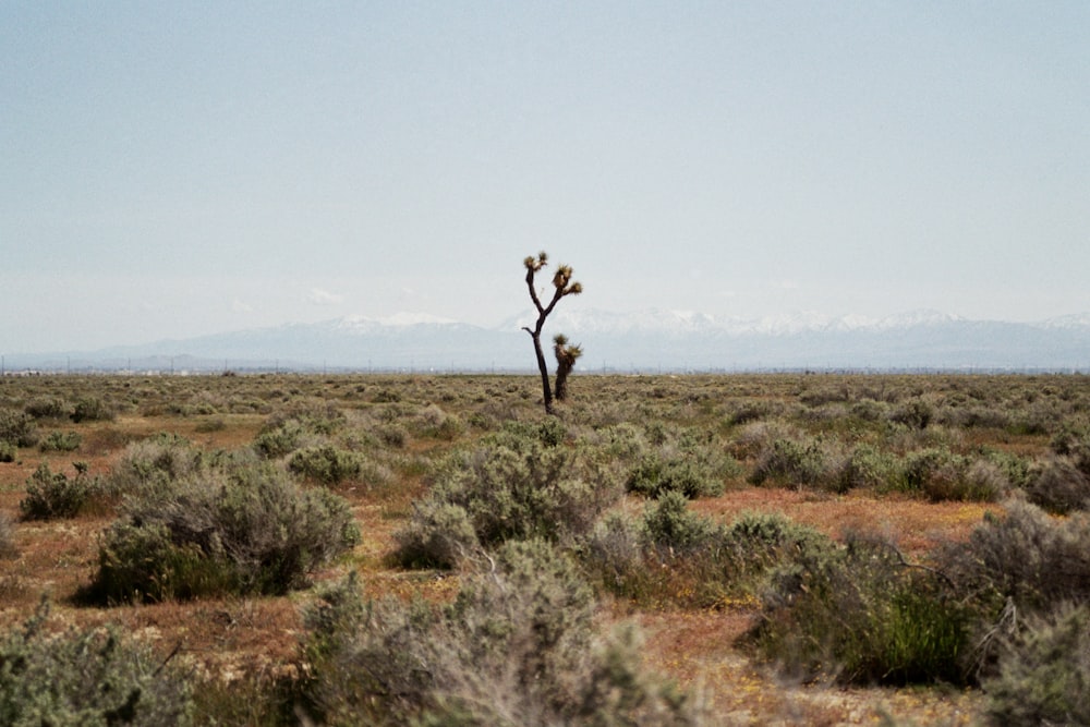 a lone cactus in the middle of a desert