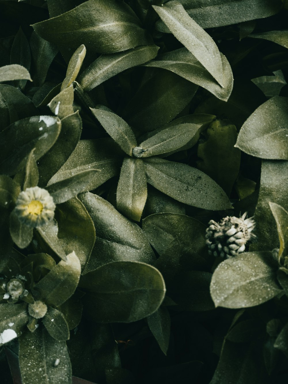 a close up of a plant with leaves and flowers