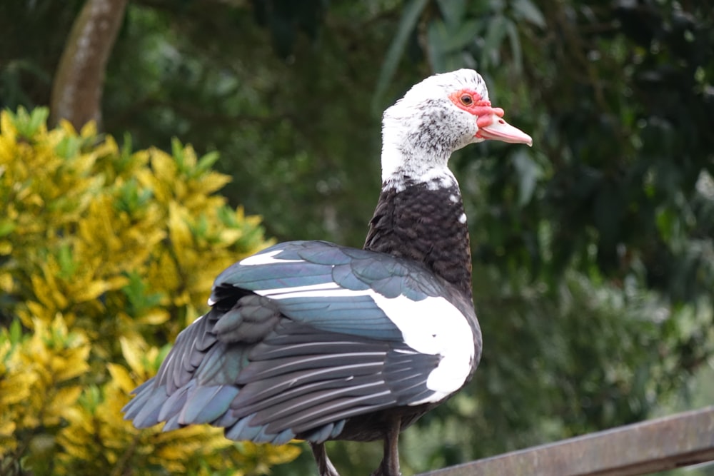 a black and white bird standing on top of a wooden fence