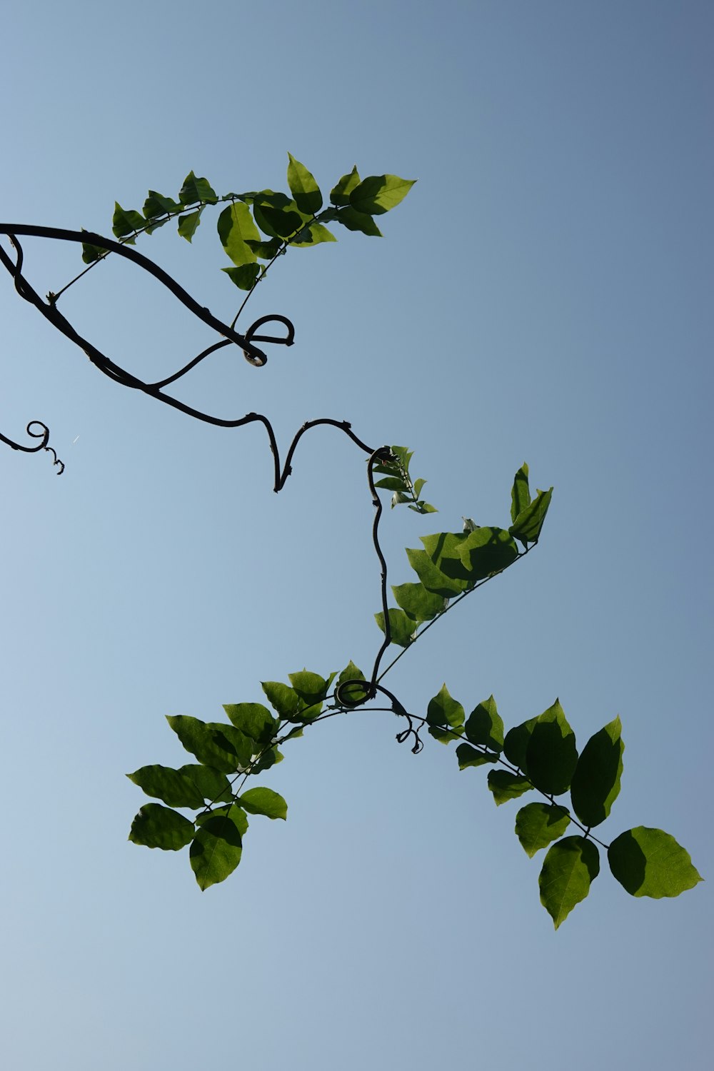 a tree branch with green leaves against a blue sky