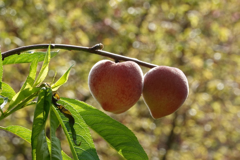 two peaches hanging from a tree branch with leaves