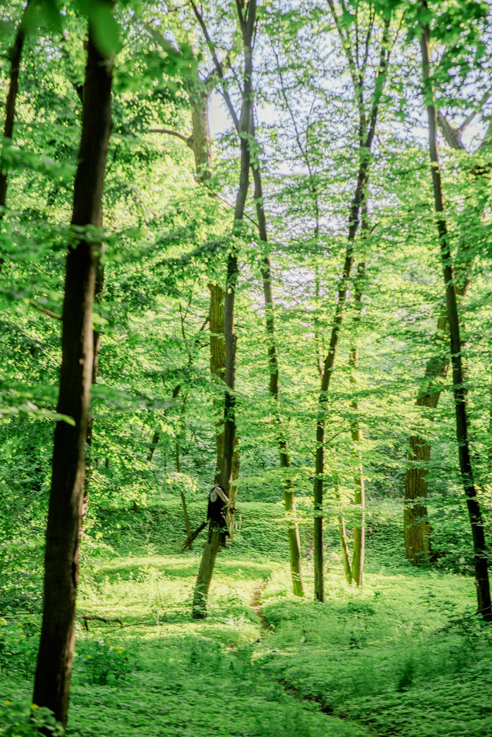 a lush green forest filled with lots of trees