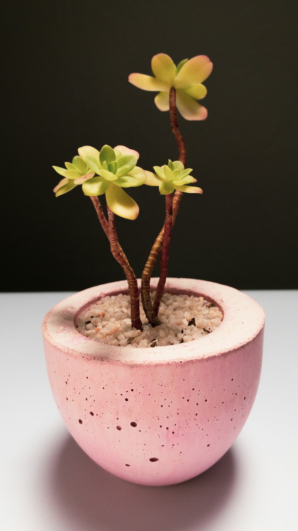 a small plant in a pink bowl on a table