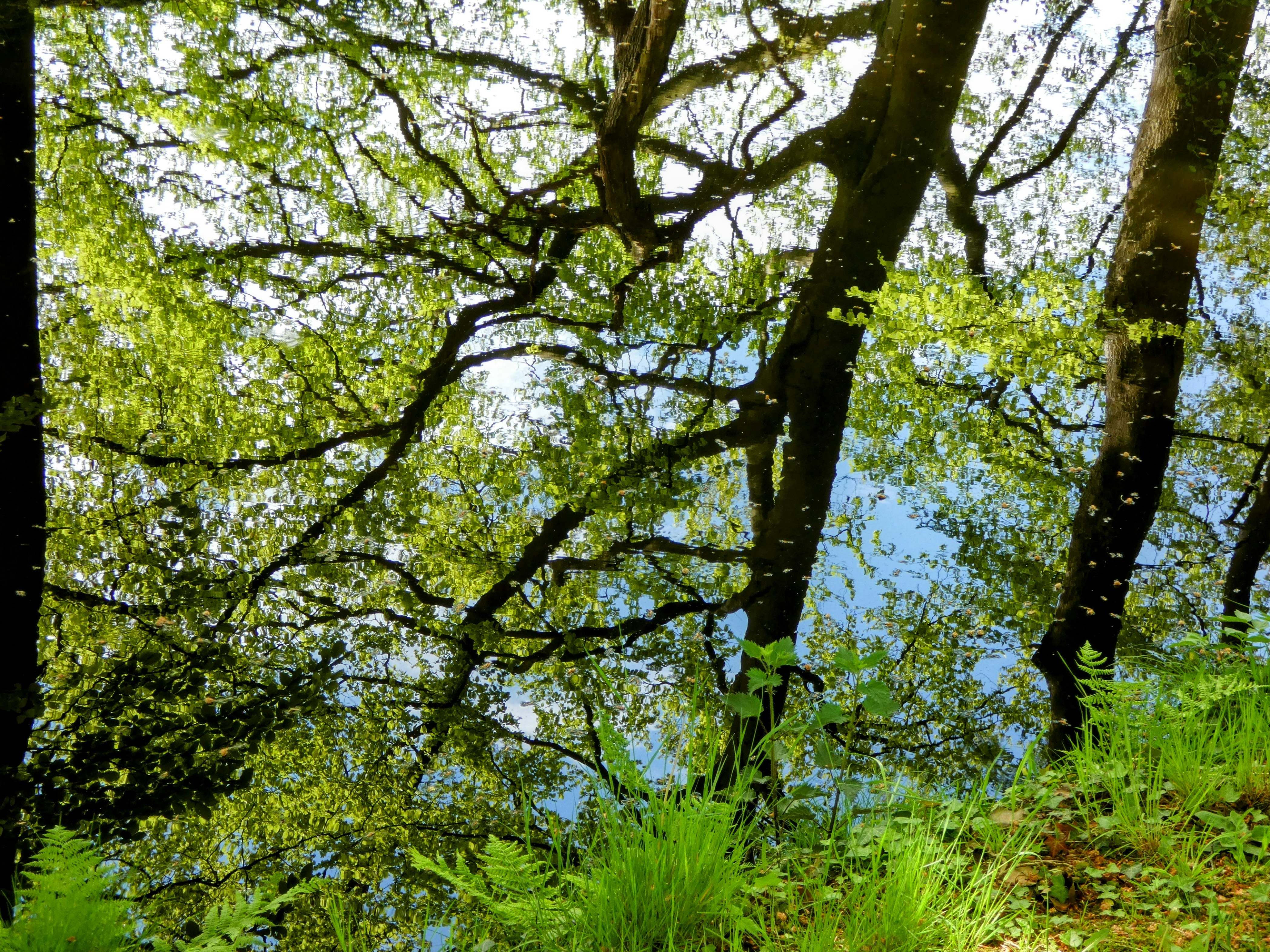 a view of trees and water from the ground