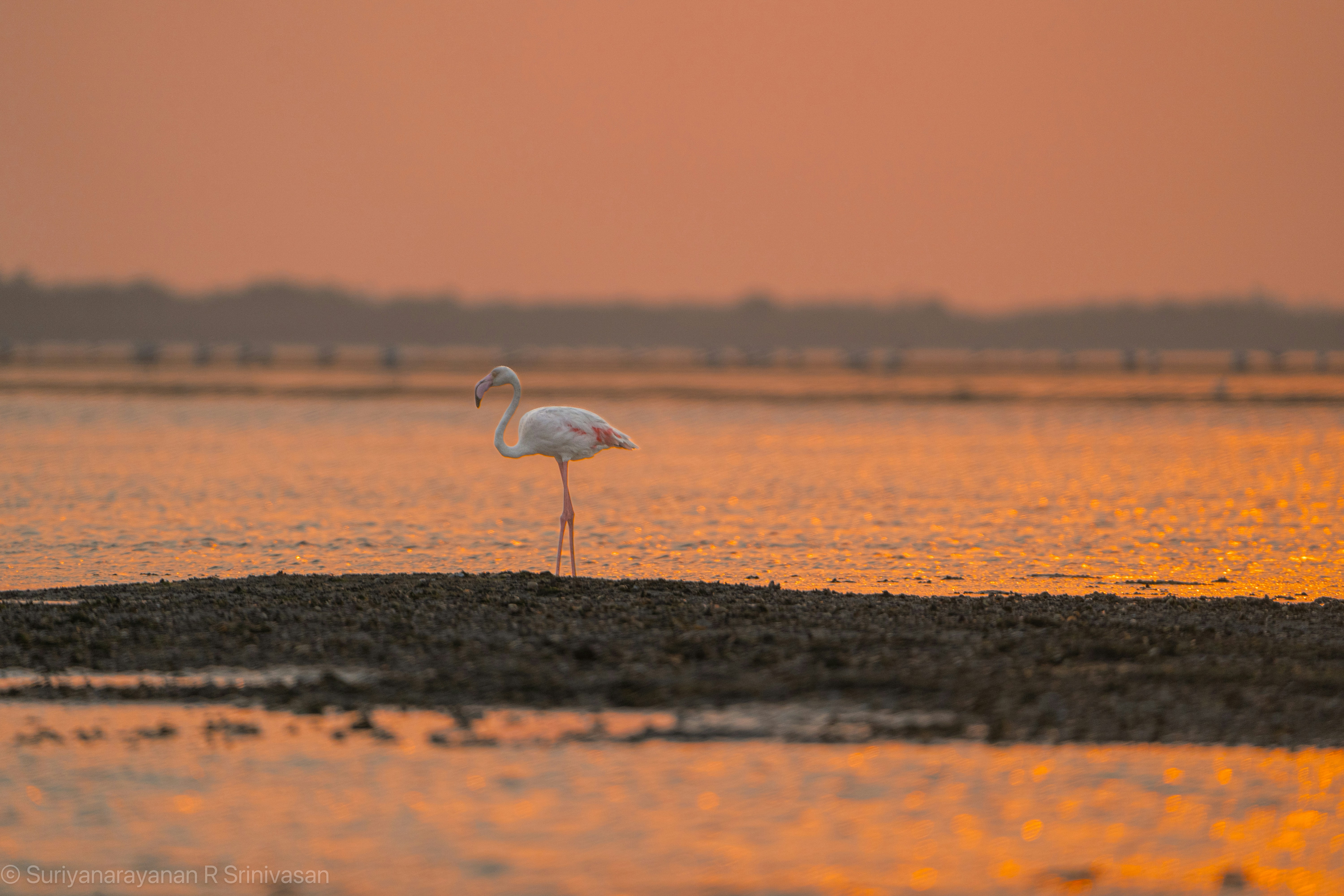 Photo by suriyavasan