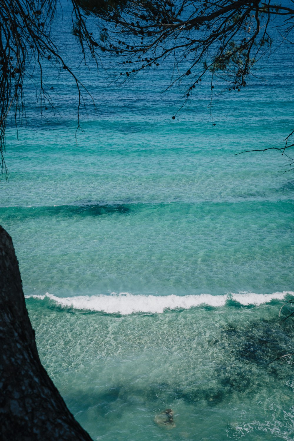 a body of water with a tree branch hanging over it