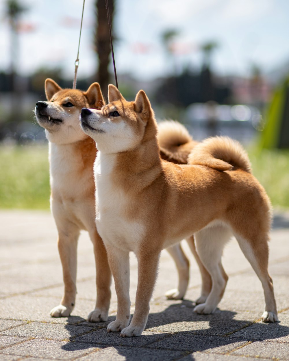 two brown and white dogs standing next to each other