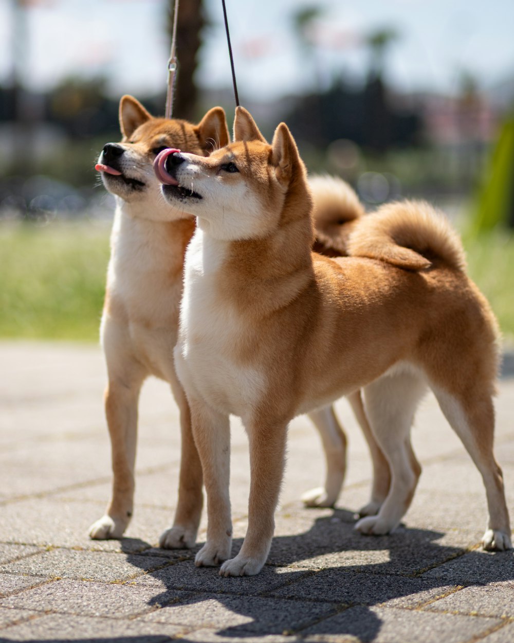 two brown and white dogs standing next to each other