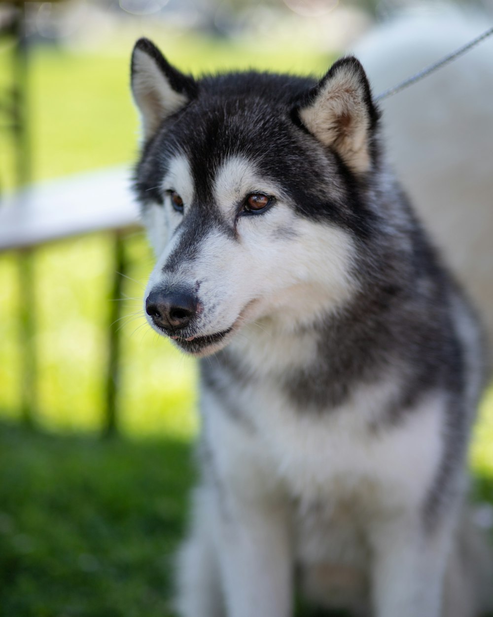 a close up of a dog on a leash