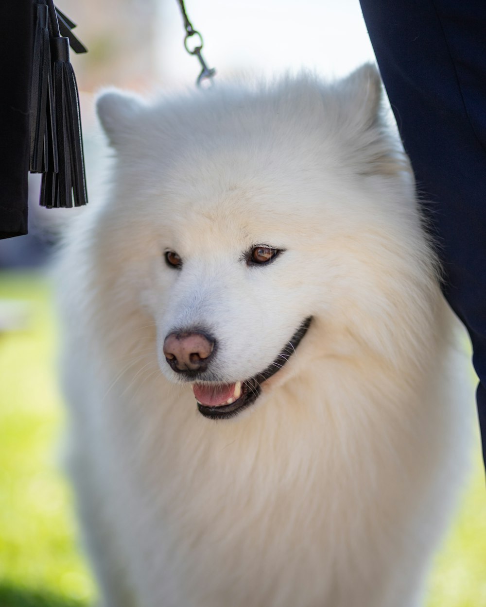 a close up of a white dog on a leash