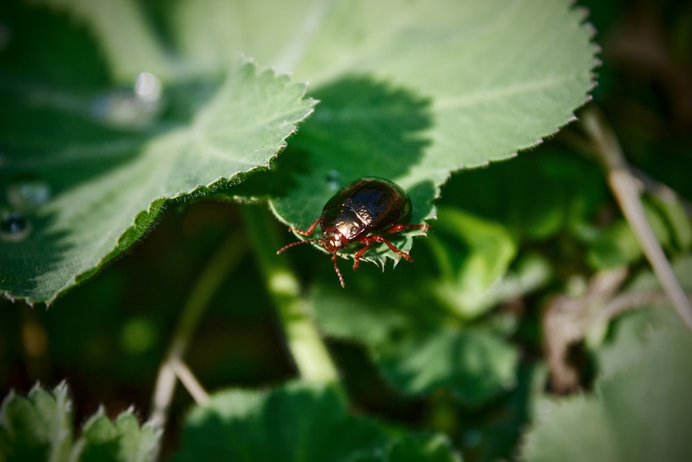 a bug sitting on top of a green leaf