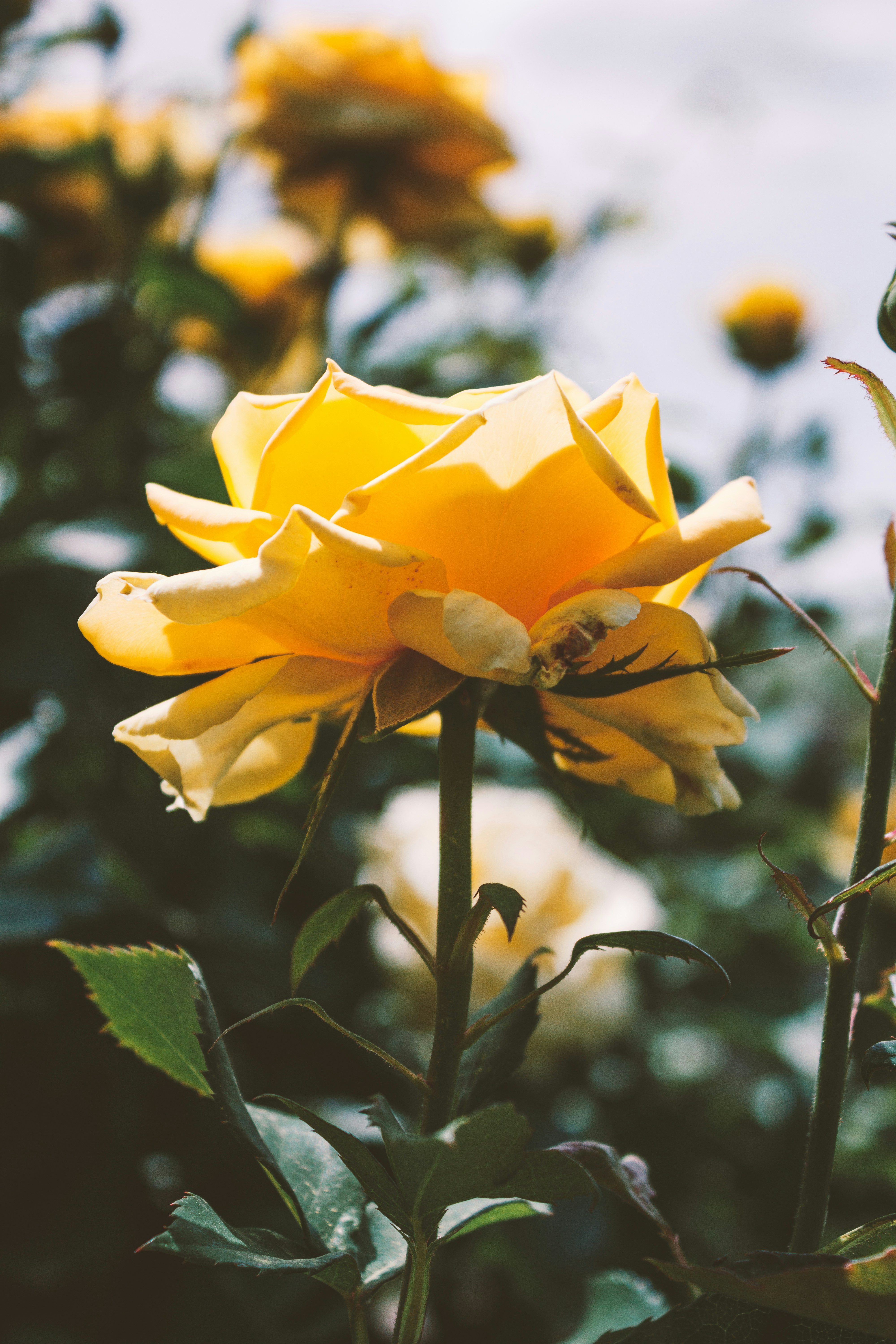 Photo by mohammadelikaei