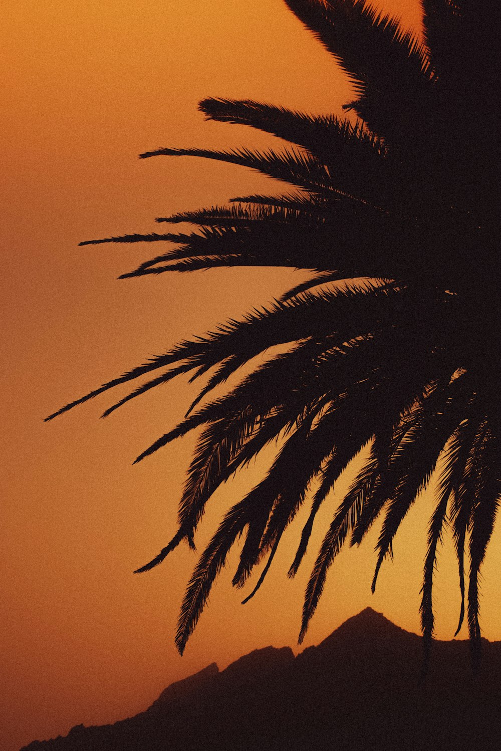 una silueta de una palmera contra una puesta de sol