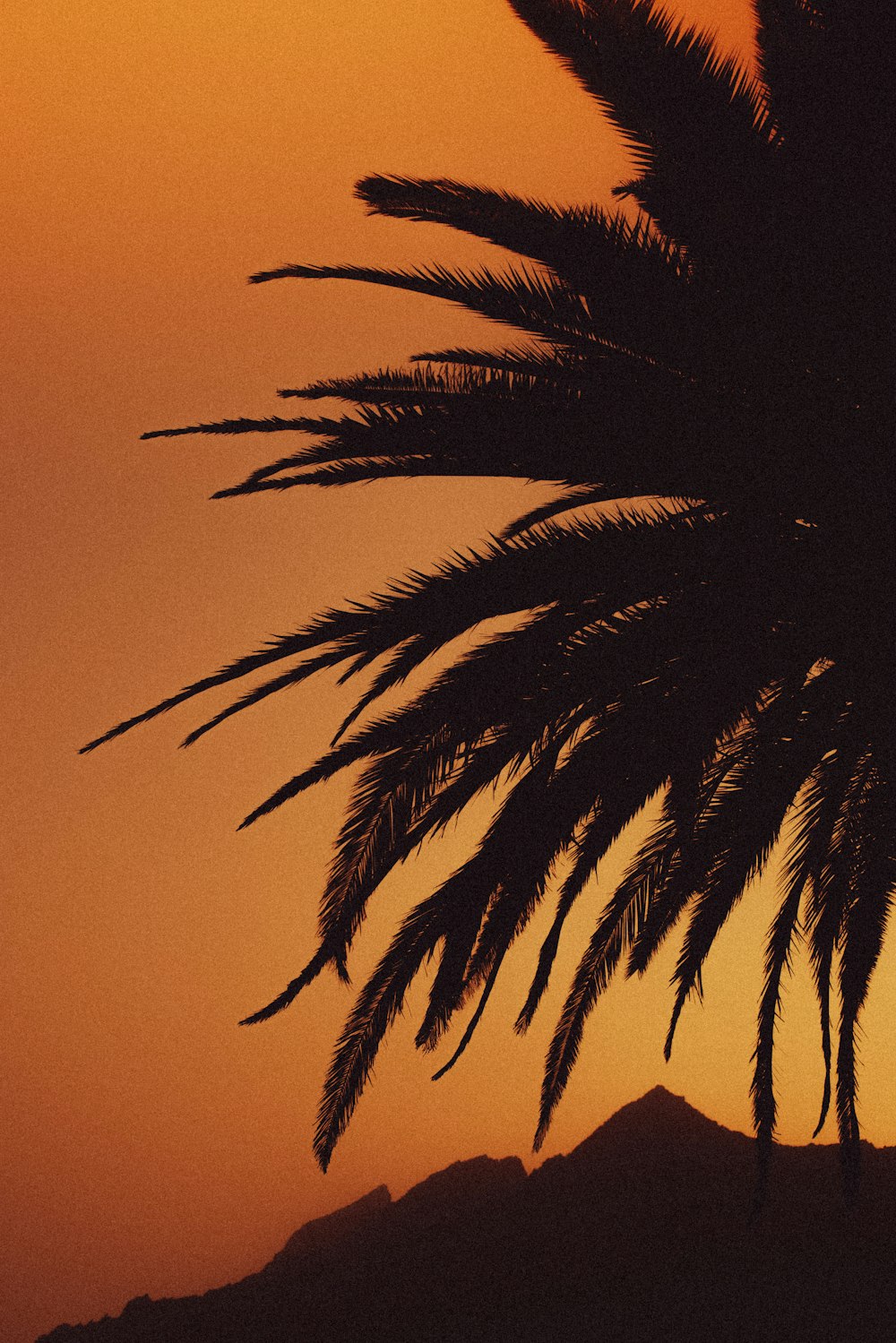 a silhouette of a palm tree against a sunset