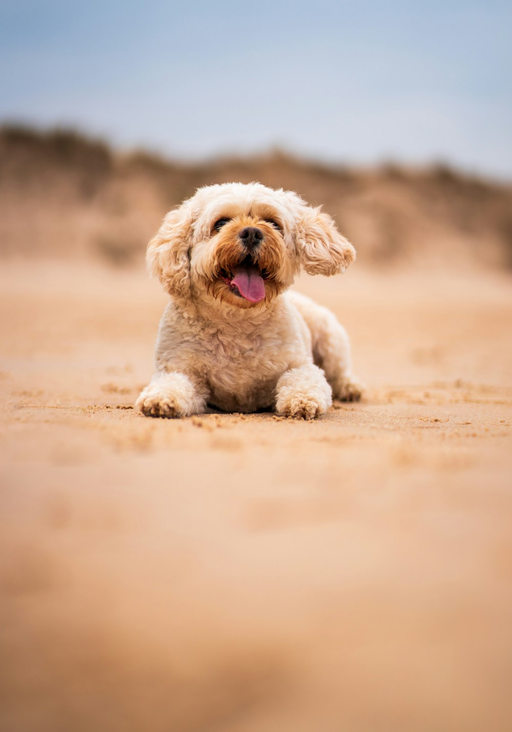 a small white dog laying on top of a sandy beach