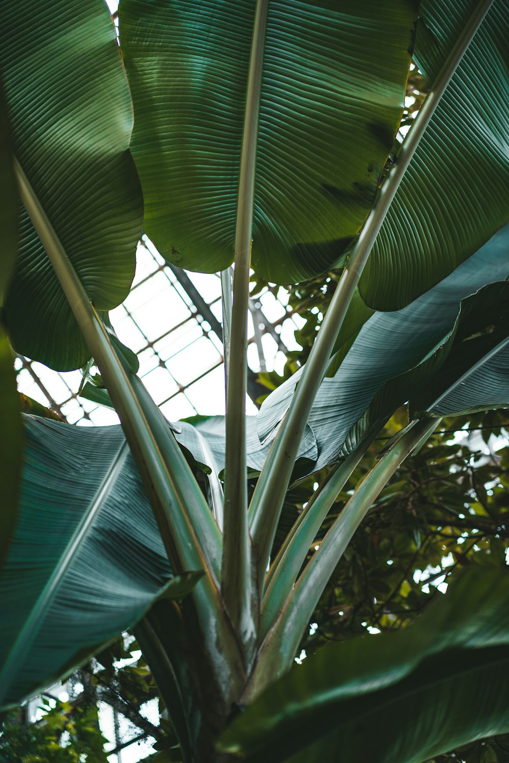 a large green leafy plant in a greenhouse