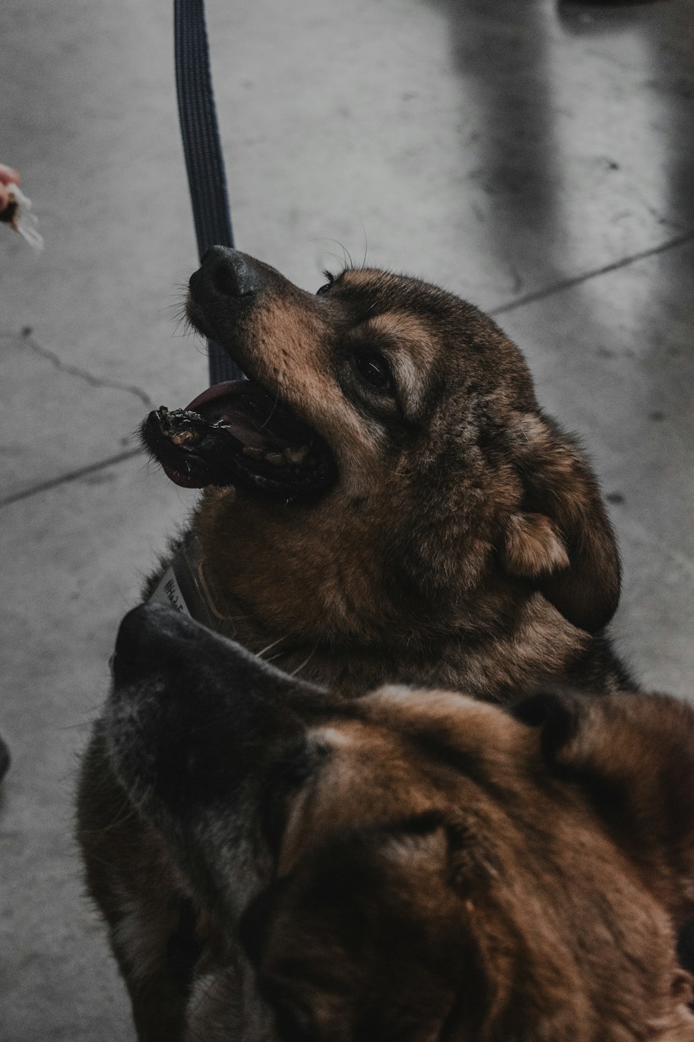 a close up of a dog on a leash