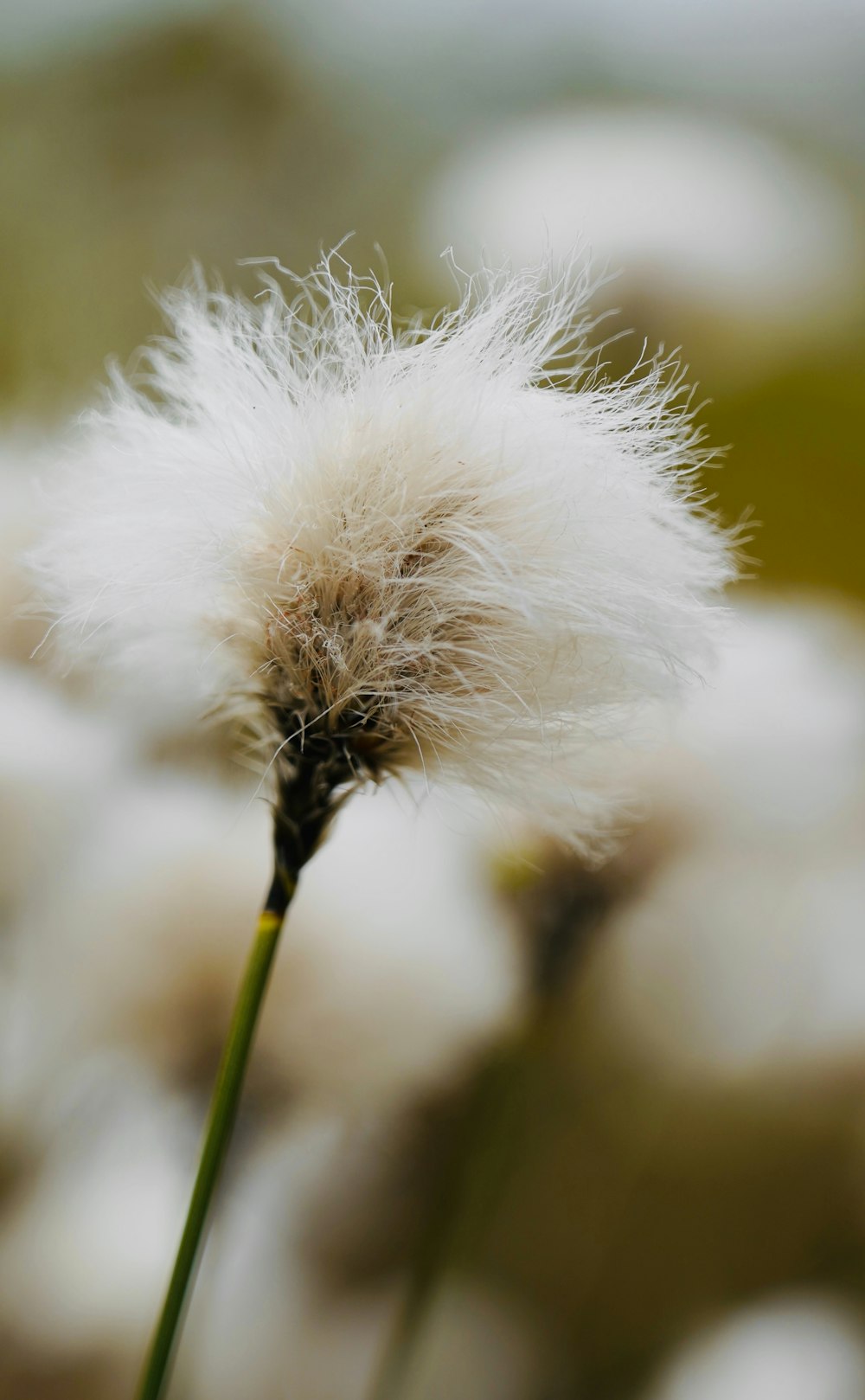 a close up of a dandelion in a field