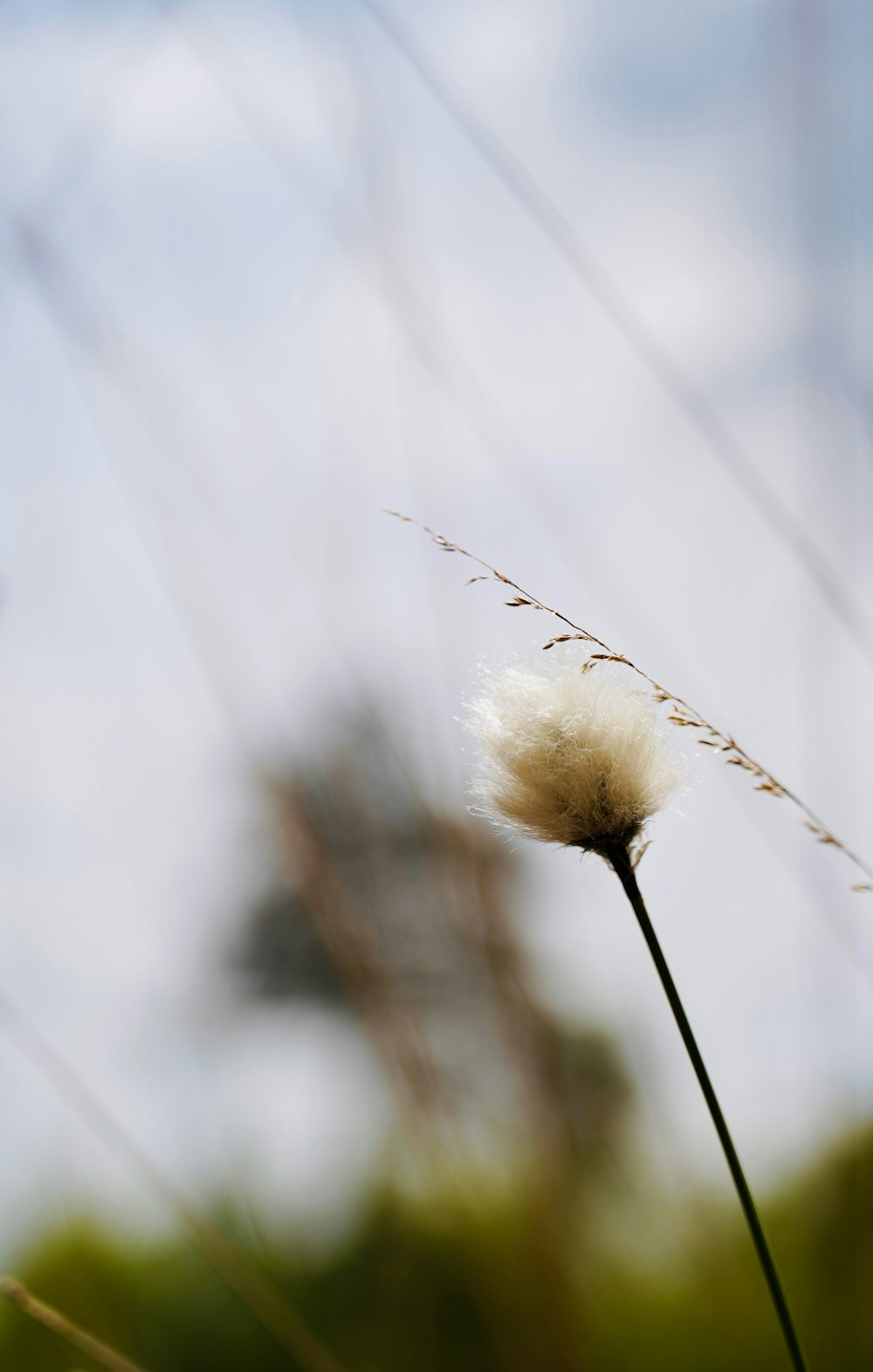 a close up of a plant with a sky in the background