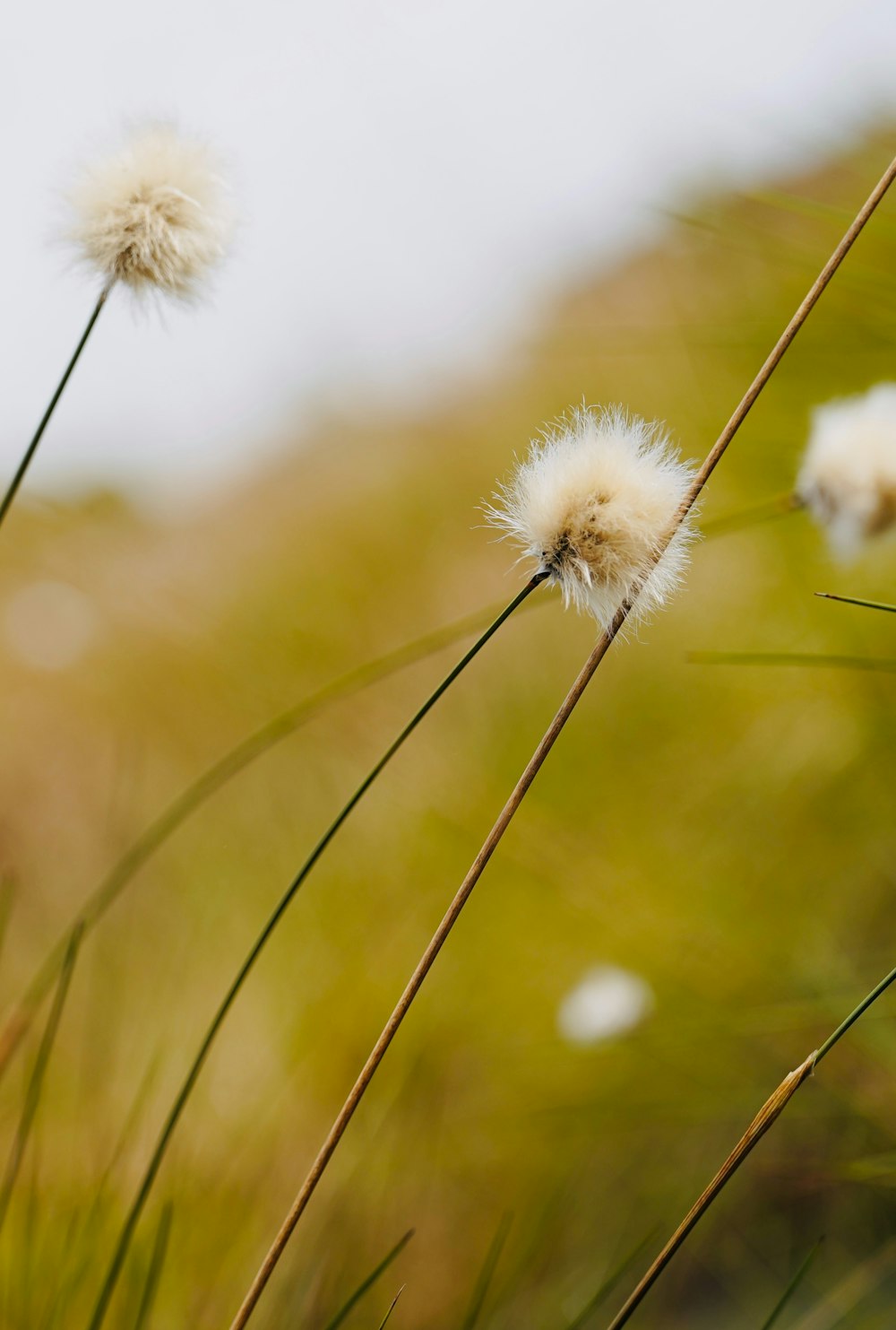 a couple of white flowers sitting on top of a lush green field