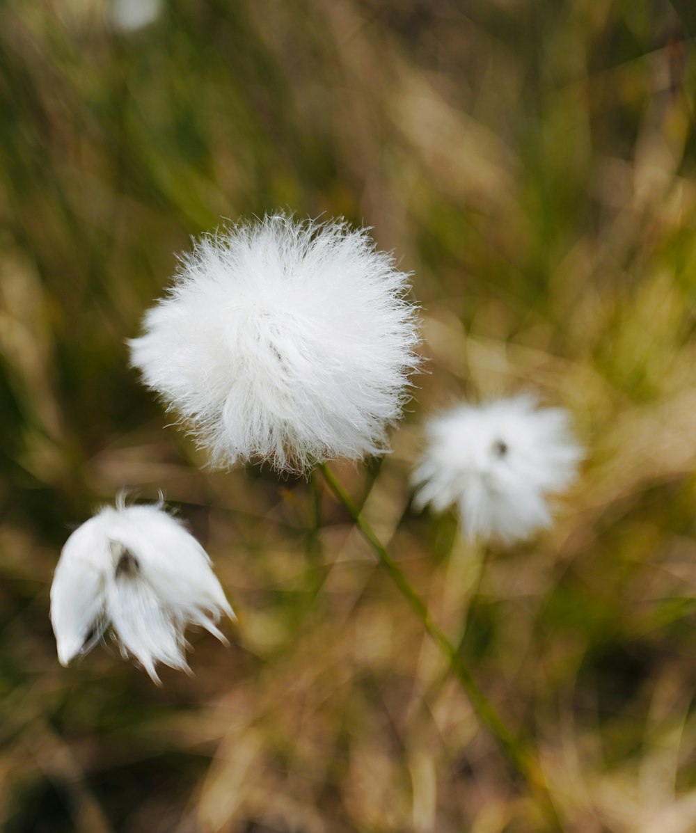 a close up of a white flower in a field