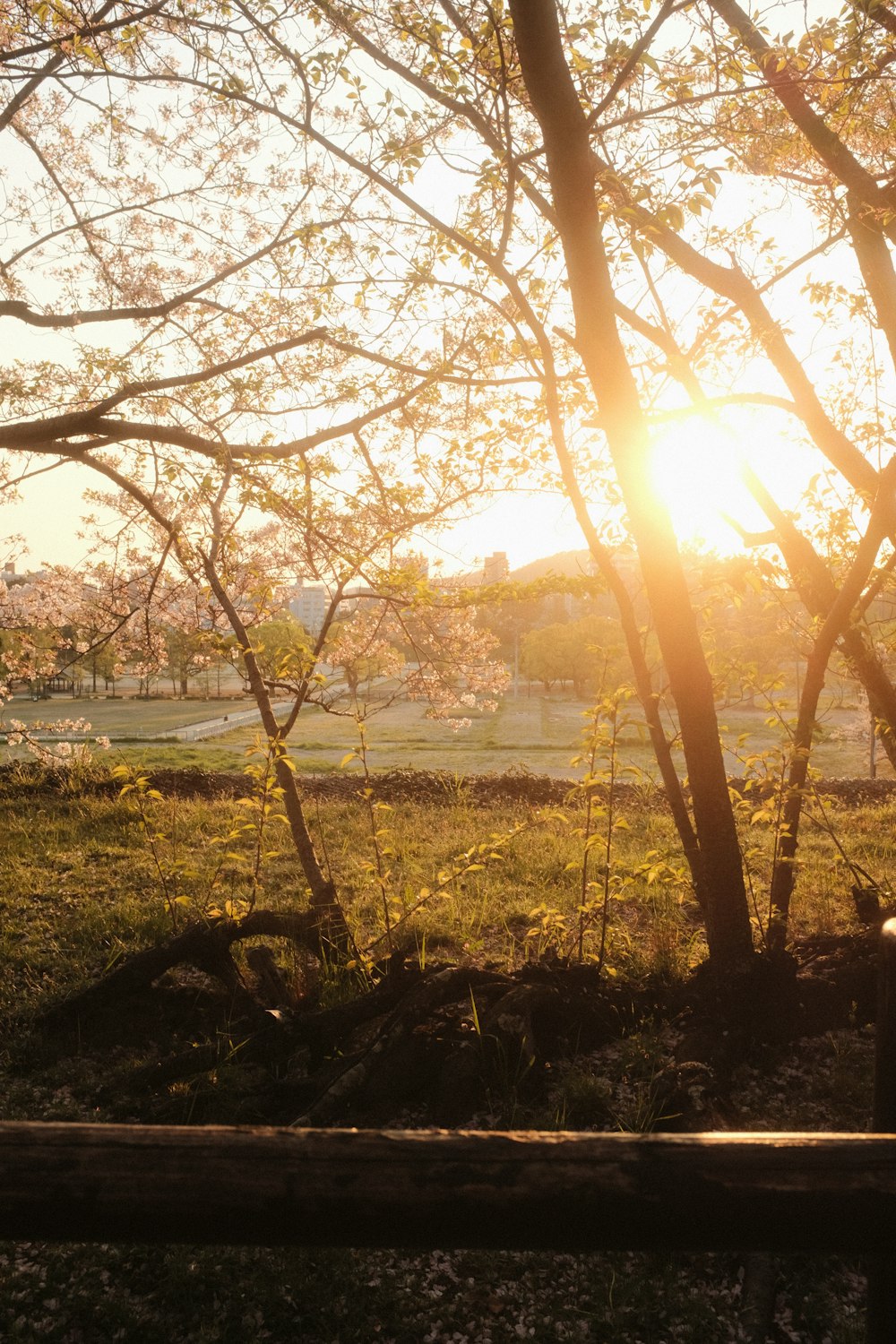 the sun is shining through the trees in the park