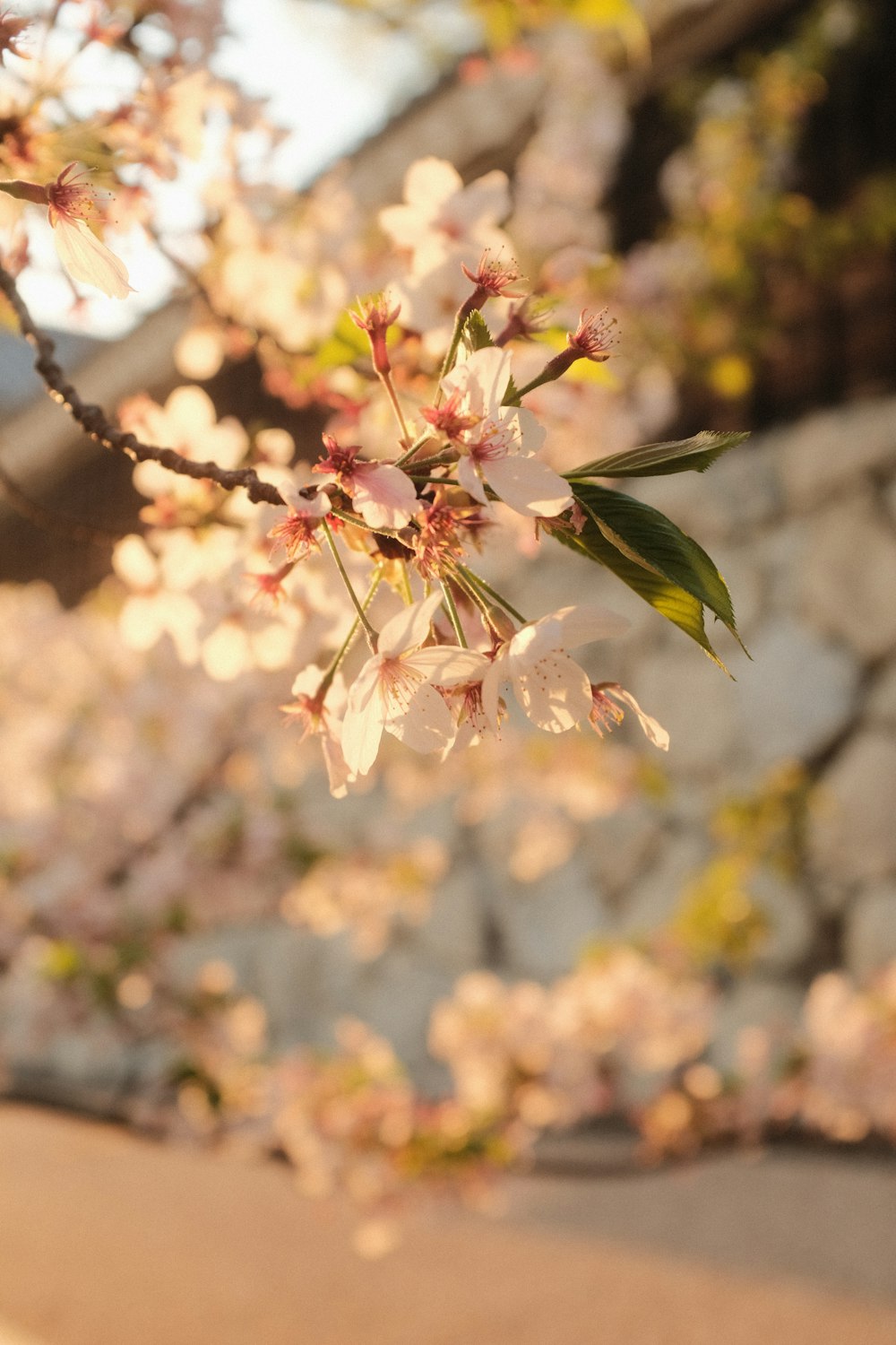 a close up of a tree with white flowers