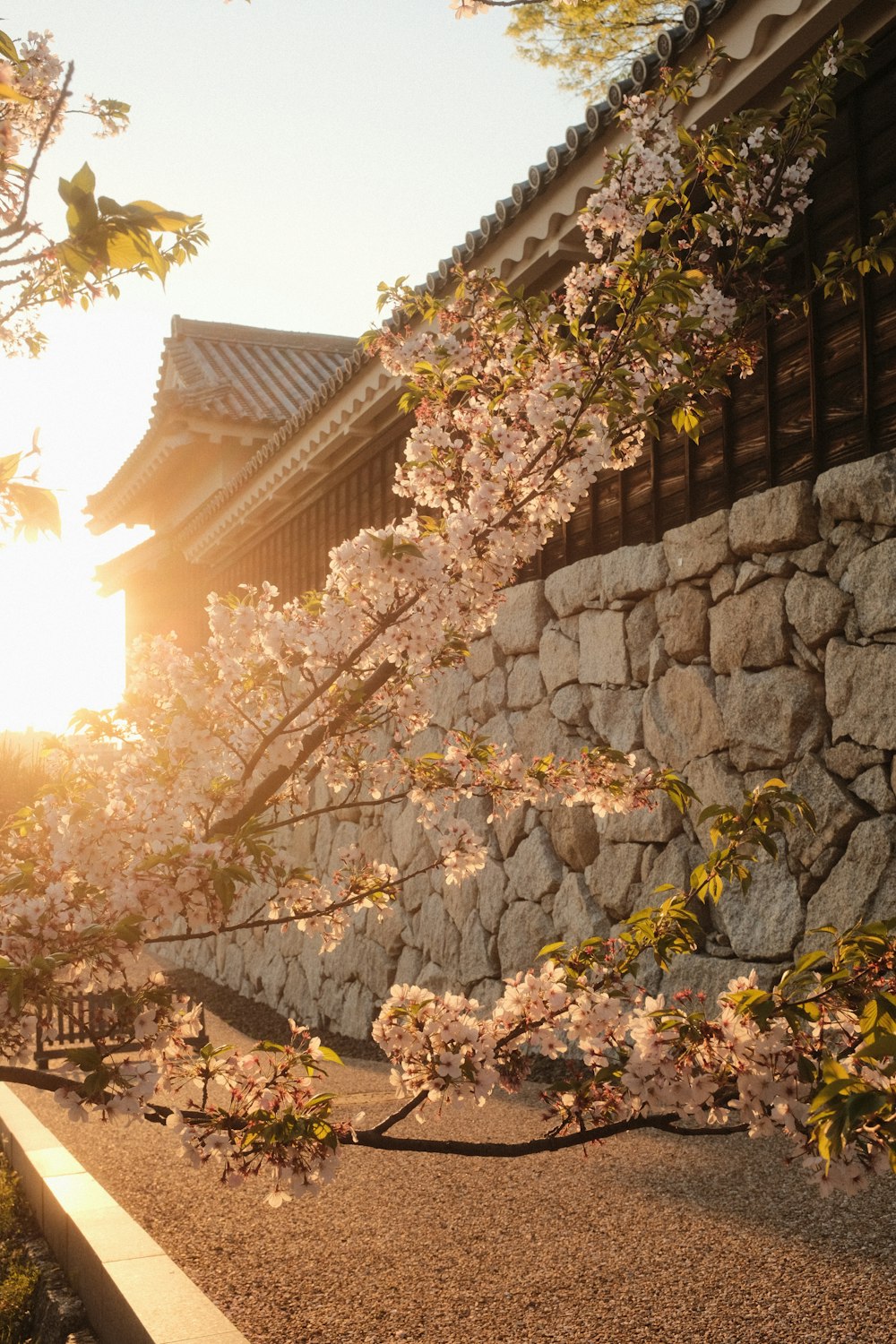 the sun shines through the cherry blossoms on a tree