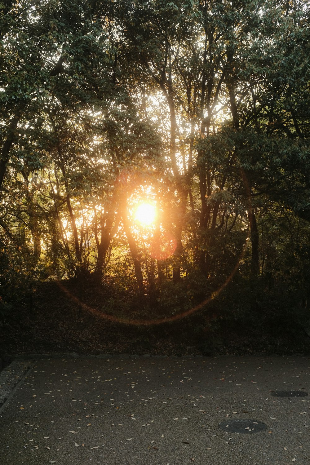 the sun is shining through the trees in the forest