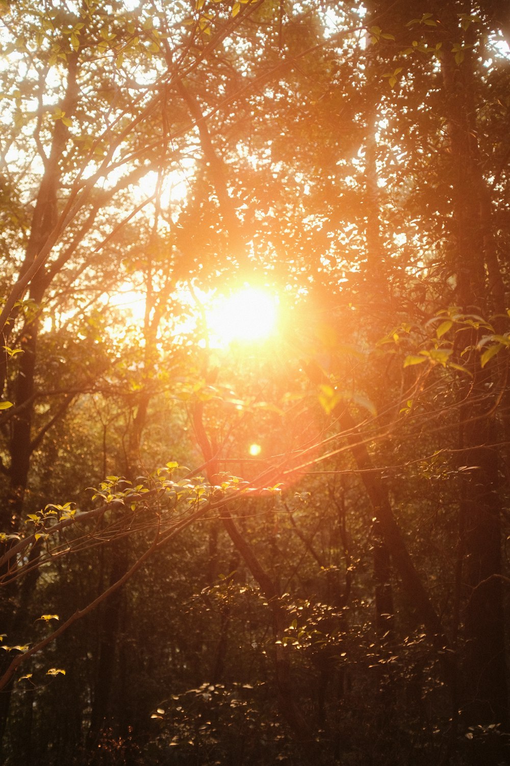 the sun is shining through the trees in the forest